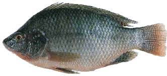 புதுக்கோட்டை