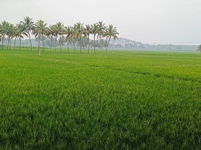 தேனி